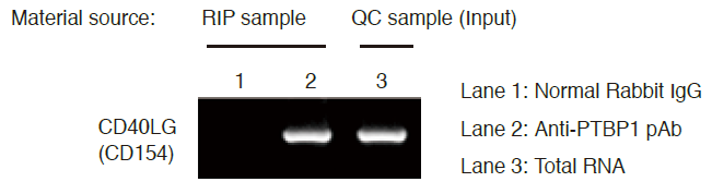rip-assay kit結果RT-PCR